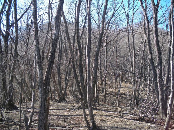 �������猩���i�s�����`