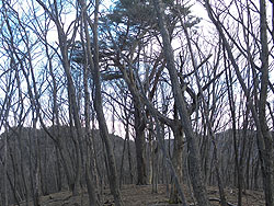 �ԏ��̕���