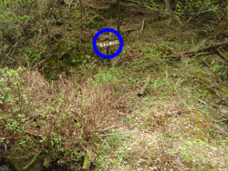 ���{�R�o�R��