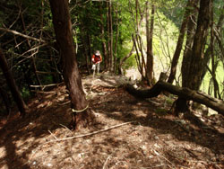 �}�Ȕ�����