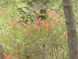 �c�c�W�����ꂢ