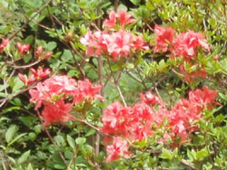 �c�c�W�����ꂢ