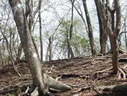 �R���ɓ����H