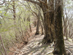 �R������̓o�R��