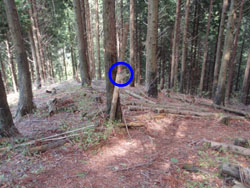 �o�R���̊Ŕ�