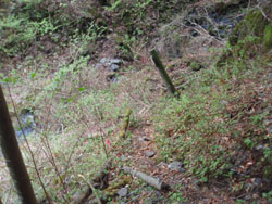 �o�R���̕W��