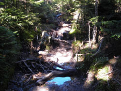 �����傮����̓o�R��