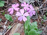 �����ȉ�