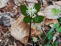 �����ȉ�