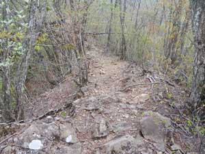 �R������̓o�R���B