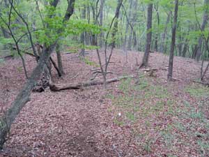 �W������̓�