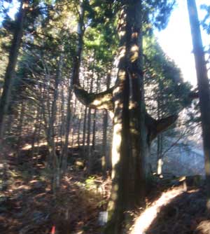 天狗の腰掛け杉