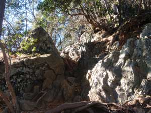 登山道は、斜度も増した。