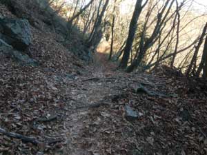 大岳山荘からの登山道