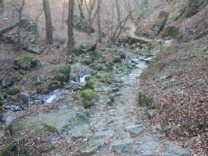 ロックガーデン