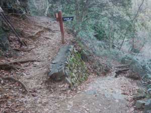 �V���̕���