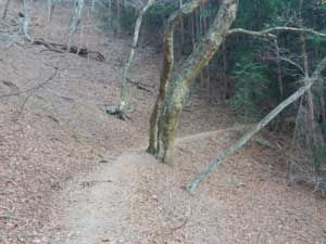 ���򂩂�̓o�R��