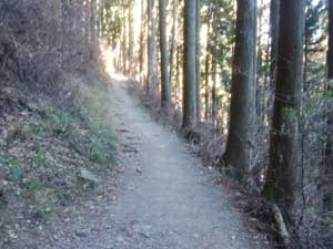 分岐からの登山道
