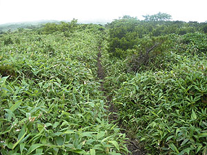 �R���t�߂̓o�R���B