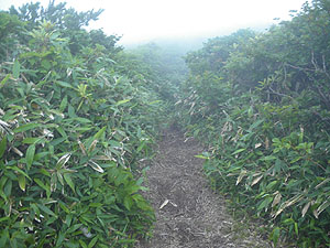 11��4�����R�J�n�`