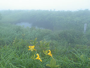 �L�X�Q����