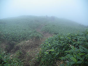 流石山からの登山道。