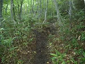 �哻����̓o�R���B