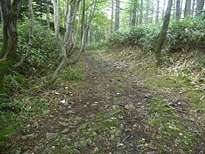 ���̐悪�ѓ��I�_