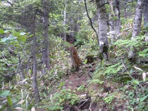 こしゃこしゃとした道