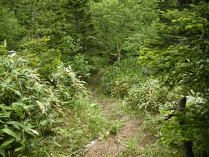 ����Ə�����̂ɁA����̂��`�`