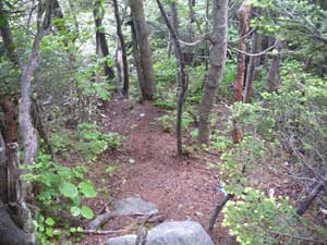 樹林帯に入り、雨はややしのげた。