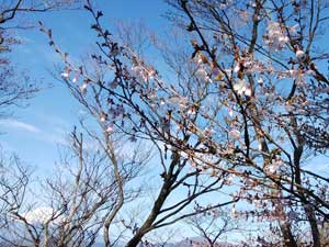 �������ꂢ�I