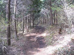 �o�R������̓o�R���B