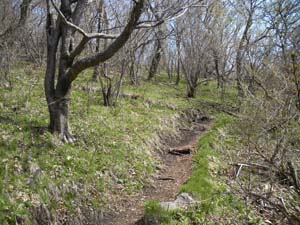 ���邭�Ȃ����I