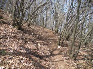 �W������̓o�R���B