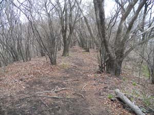 �����炵��������̓o�R���B