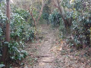 �o�R���炵���`��