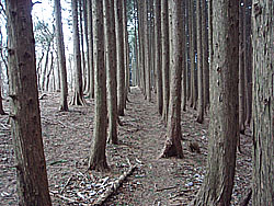 �������ꂽ����