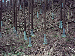 �����ɋ���