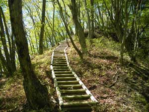 ���ꂢ�Ȗؒi