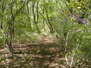 �W������̓o�R���B