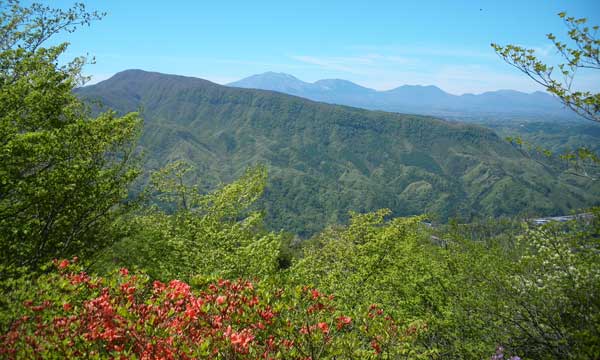 �i�F���ǂ�