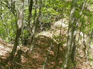 �₹�ڂȔ�����i�ށ`