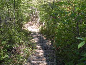 ���{����̓o�R���B