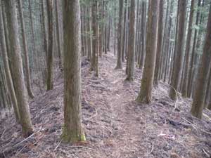 �}�΂�����`