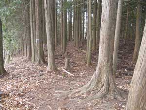 �O�q�􂩂�̓o�R��