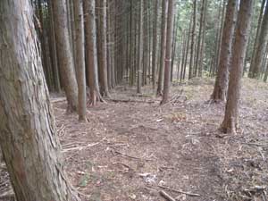 ���΂���̓o�R��