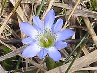 �^�e���}�����h�E�H