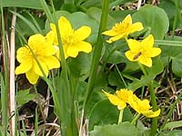 �����E�L���J�H