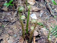 ����܂��H